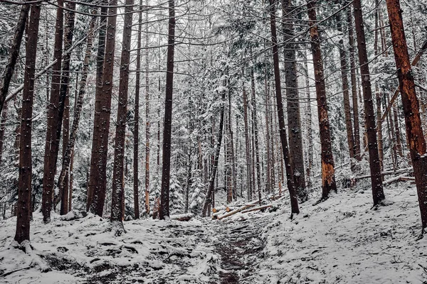 Tree Trunks Forest Winter Landscape Carpathian Mountains Ukraine — 图库照片