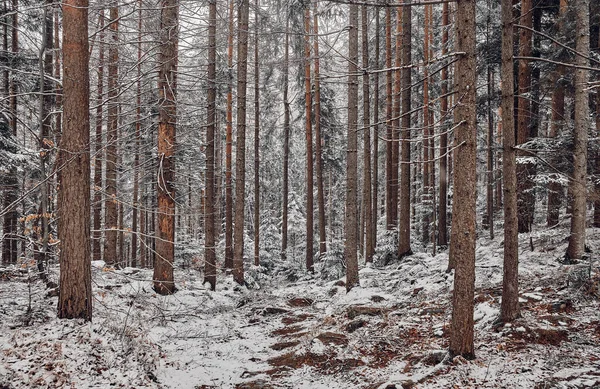 Зимний Пейзаж Дикий Лес Карпатах Украина — стоковое фото