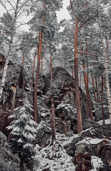 Winter vertical landscape. Rock in a snowy forest. Dovbush trail in the Ukrainian Carpathian Mountains.