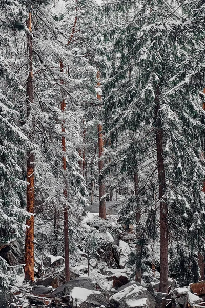 Snow Covered Trees Carpathian Winter Forest Ukraine — Fotografia de Stock