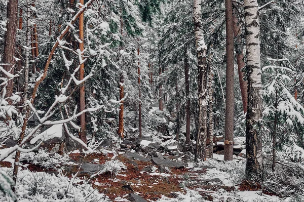 Dense Snowy Forest Winter Landscape Carpathian Mountains — 图库照片