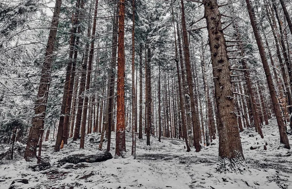 Forest Landscape Winter Forest Carpathian Mountains Ukraine — 图库照片