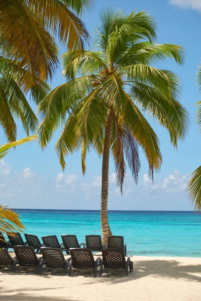 Sun loungers on the Caribbean Sea under a palm tree. Saona Island, Dominican Republic.