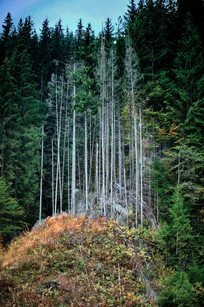 Mountain Landscape Forest Carpathian Mountains — Stock Photo, Image