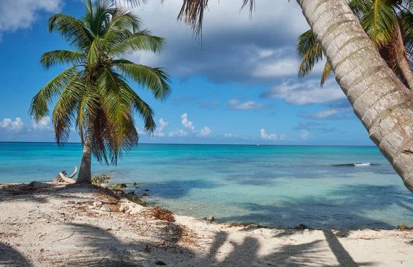 Yaz deniz manzarası. Karayip Denizi kıyısında palmiyeler. Saona Adası, Dominik Cumhuriyeti.
