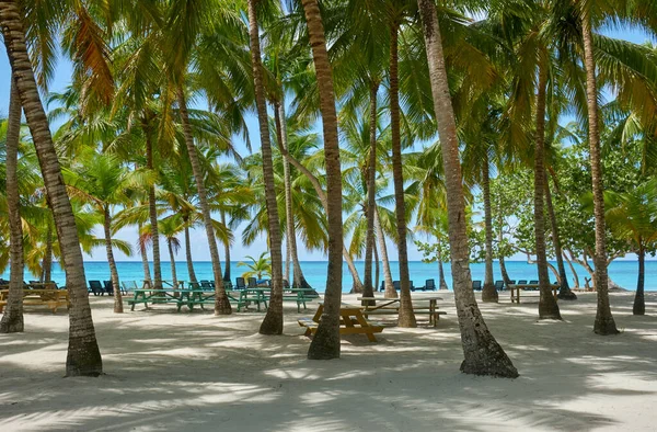 Palmiye ağaçları ve beyaz kumla kaplı deniz manzarası. Karayipler, Saona Adası, Dominik Cumhuriyeti.