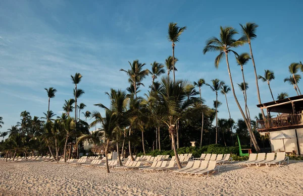 Sun Lounger Umbrella Tall Palm Trees Beach Punta Cana Dominican — 图库照片