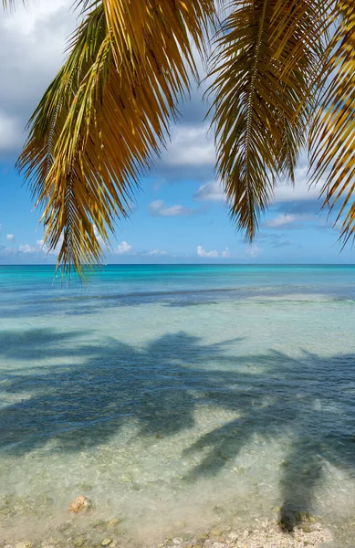 Summer Seascape Palms Shore Caribbean Sea Saona Island Dominican Republic — Stock Photo, Image