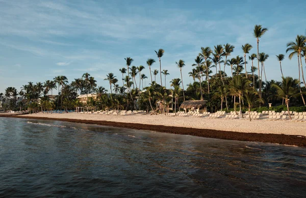 Sun Lounger Umbrella Tall Palm Trees Beach Punta Cana Dominican — 图库照片