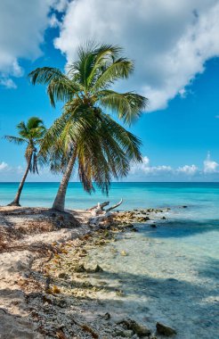 Yaz deniz manzarası. Karayip Denizi kıyısında palmiyeler. Saona Adası, Dominik Cumhuriyeti.