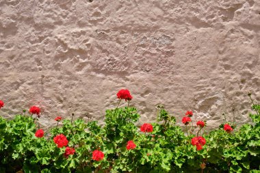 Flowers in The Monastery of Santa Catalina de Siena. Arequip, Peru.
