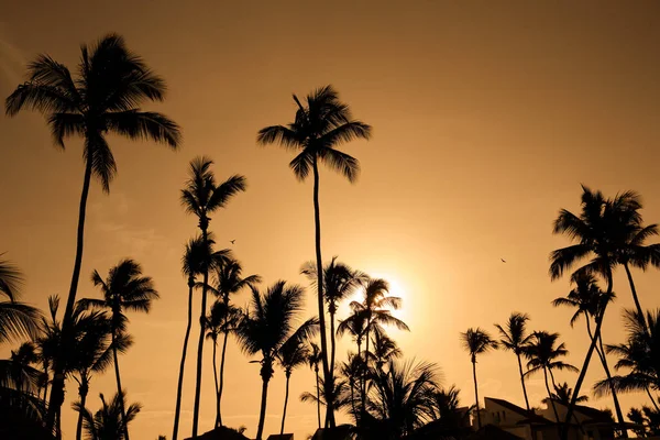 Tropical Landscape Silhouettes Tall Palms Setting Sun Dominican Republic — стоковое фото