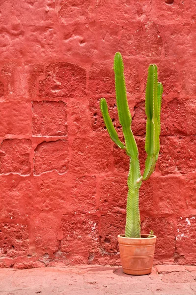 Cactus Monastery Santa Catalina Siena Arequip Peru — Stock fotografie