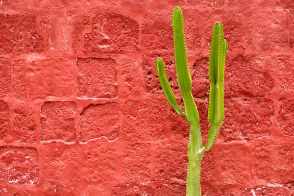 Cactus Het Klooster Van Santa Catalina Siena Vereist Peru — Stockfoto