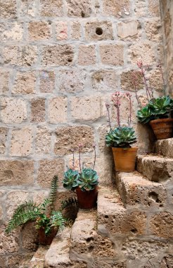 Flowerpot in The Monastery of Santa Catalina de Siena. Arequip, Peru.