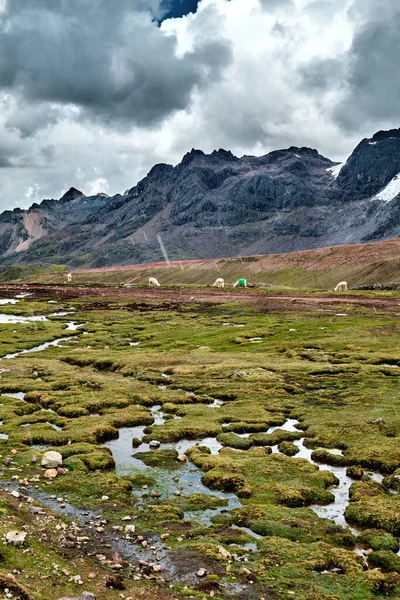 Lama Rain Mountains Andes Peru — Fotografia de Stock