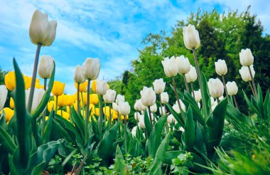 Live white and yellow tulips from the bottom angle.