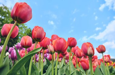 Vibrant red tulips on a background of blue sky. Bottom view.