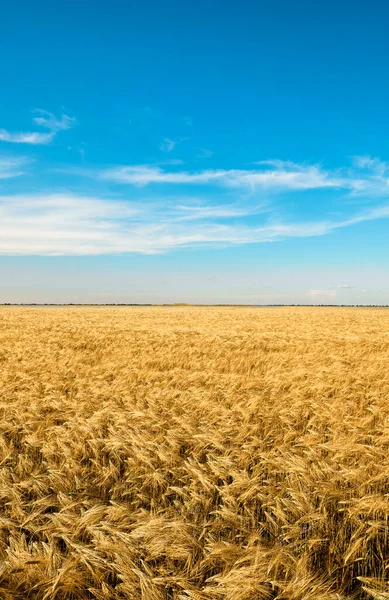 Summer Landscape Yellow Wheat Background Blue Sky Flag Ukraine Kherson — Stok fotoğraf
