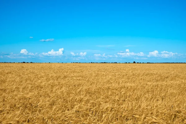 Summer Landscape Yellow Wheat Background Blue Sky Flag Ukraine Kherson — Stok fotoğraf