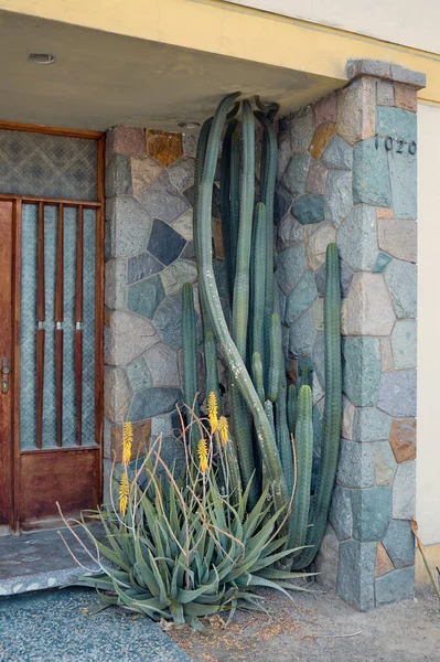 Large Cactus Entrance Apartment Building — Fotografia de Stock