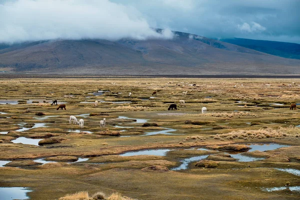 Mountain Landscape Lamas Graze Field Andes Mountains Peru — Fotografia de Stock