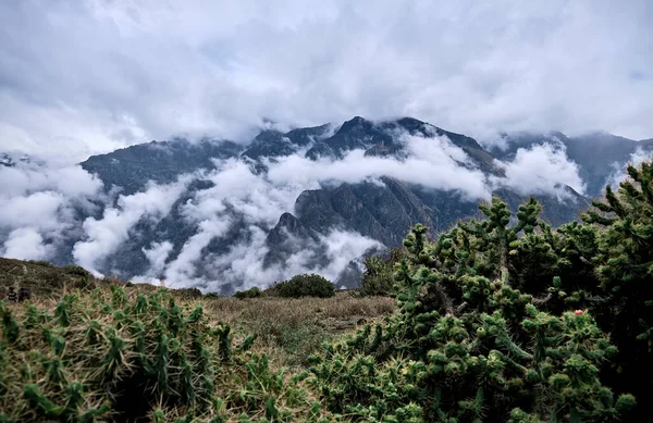 Green Cactus Background Majestic Andean Mountains Mountain Landscape Peru — Zdjęcie stockowe