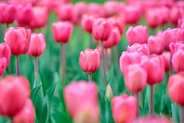 Lots Pink Tulips Field Blurred Background — Stock Photo, Image