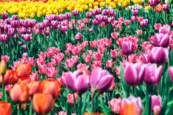 Many Tulips Different Colors One Field Spring Floral Landscape — Fotografia de Stock