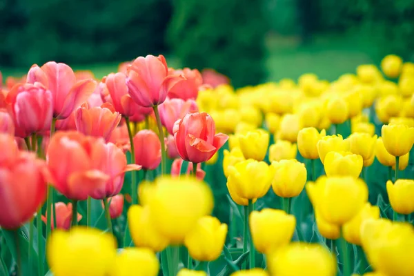 Живые Красные Желтые Тюльпаны Фоне Зеленого Парка Прекрасный Весенний Пейзаж — стоковое фото