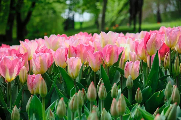 Vibrant Pink Tulips Gentle Angle Field Flowers — 图库照片