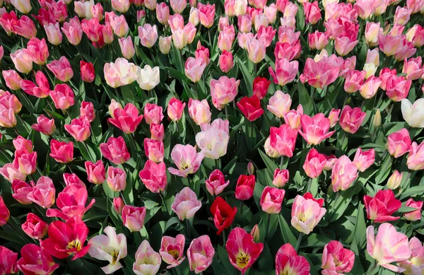 Vibrant Pink Tulips Gentle Angle Field Flowers — Fotografia de Stock