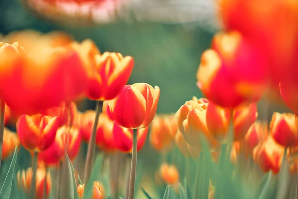 Яркие Красные Тюльпаны Фоне Голубого Неба Нижний Вид — стоковое фото