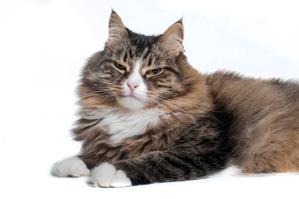 Serious siberian cat isolated on white background — Stock Photo, Image