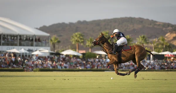 Polo a mitad de vuelo —  Fotos de Stock