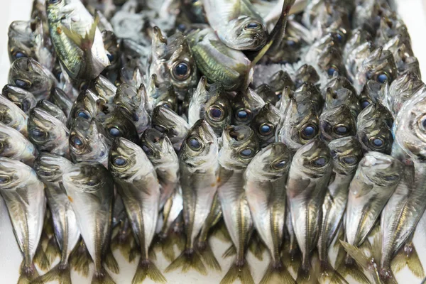 Standing Mackerel — Stock Photo, Image