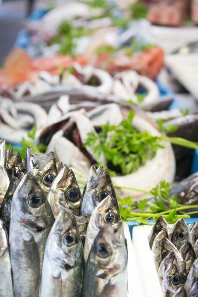 Standing Mackerel — Stock Photo, Image