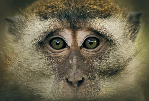 猴子的眼睛 — 图库照片