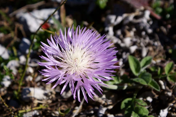 A small wild flower — Stock Photo, Image