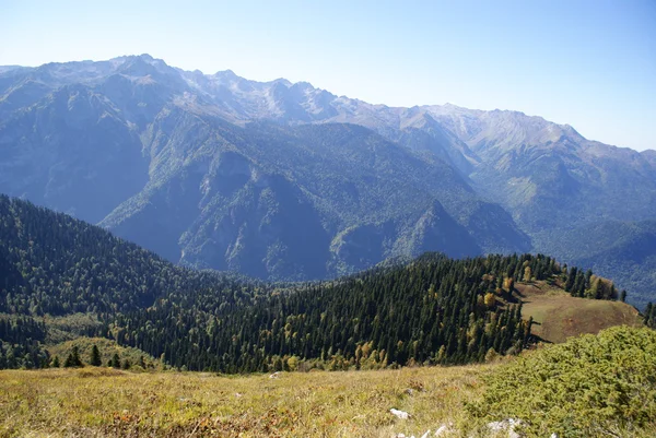 La forêt de conifères — Photo