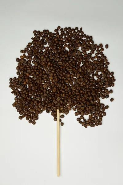 Koffie tree — Stockfoto