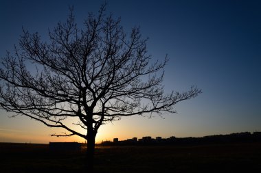ağaç sunset