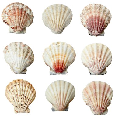 seashel deniz yaşam deniz