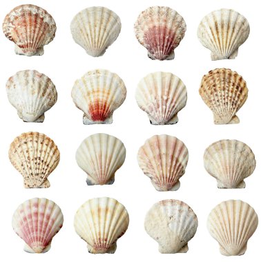 seashel deniz yaşam deniz