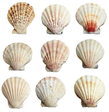 seashel deniz yaşam deniz