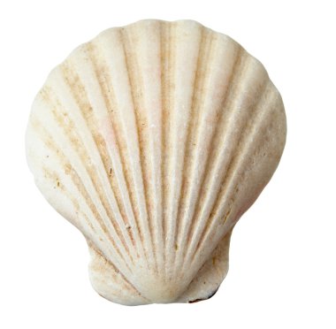 seashel deniz yaşam deniz