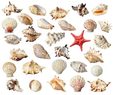 seashel deniz yaşam deniz