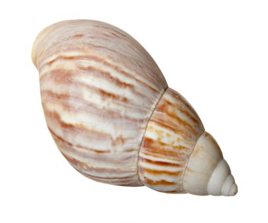 seashel deniz yaşam deniz
