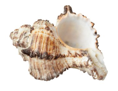 seashel deniz yaşam deniz