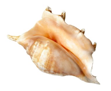 seashel deniz yaşam deniz